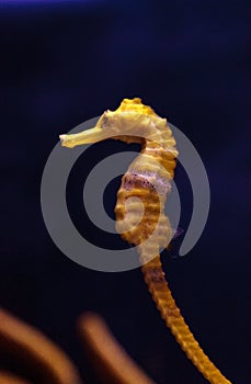 Lined seahorse Hippocampus erectus