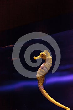 Lined seahorse Hippocampus erectus