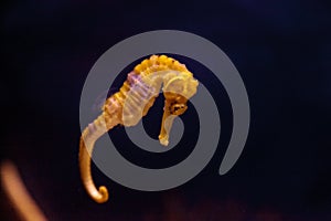 Lined seahorse Hippocampus erectus