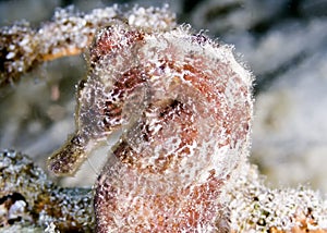 Lined seahorse,Hippocampus erectus