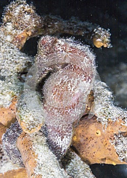 Lined seahorse,Hippocampus erectus