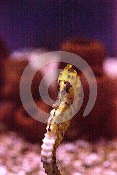 Lined seahorse Hippocampus erectus