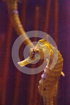 Lined seahorse Hippocampus erectus