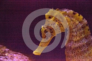 Lined seahorse Hippocampus erectus