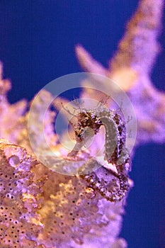 Lined seahorse Hippocampus erectus