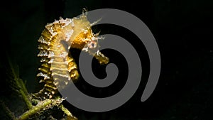 A Lined Seahorse the sea floor in Florida