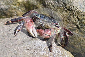 A lined shore crab Pachygrapsus crassipes