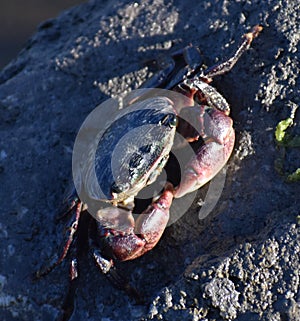 A lined shore crab Pachygrapsus crassipes