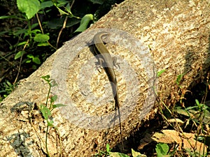 A lined skinks is a beautiful animal.