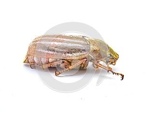 Lined or striped June beetle - Polyphylla occidentalis - isolated on white background great detail throughout. Southeastern United