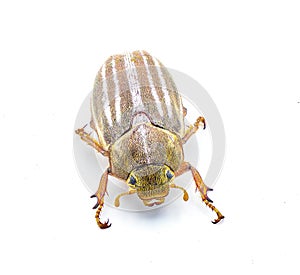 Lined or striped June beetle - Polyphylla occidentalis - isolated on white background great detail throughout. Southeastern United