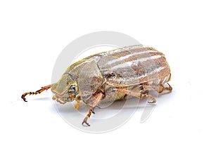 Lined or striped June beetle - Polyphylla occidentalis - isolated on white background great detail throughout. Southeastern United