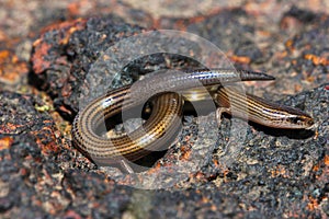 Lined Supple Skink, Lygosoma lineata, Satara, Maharashtra, India photo