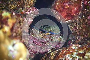 Lined surgeonfish