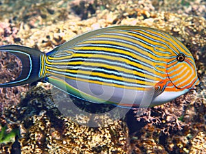 Lined surgeonfish