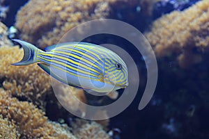 Lined surgeonfish photo