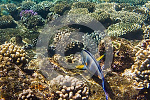 Lined Surgeonfish
