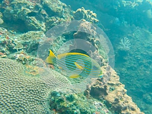 A lined sweetlips on the liberty wreck at tulamben on the island of bali