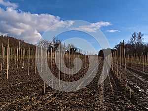 Lined up newly planted apple trees on field with wooden pillars and tractor tracks on dirty ground in winter near Hagnau, Germany.