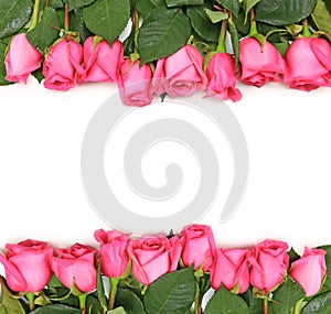 Lined up Pink Roses on White