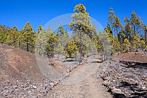 Lined with volcanic stones hiking trail passing in coniferous forest among pieces of lava. The road to the lunar landscape. Teneri