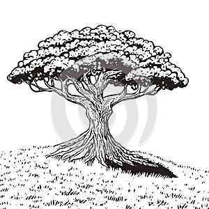 Linedrawing of a big tree on a grassy hill