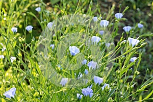 Linen flax blue flower. Flax plant. Flax field.