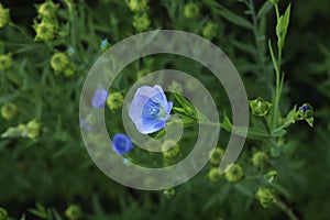 Linen flax blue flower. Flax plant. Flax field.