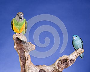 Lineolated Parakeet and Senegal Parrot