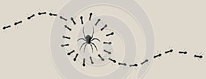 Lines of black ants encircle a spider