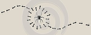 Lines of black ants encircle a spider photo