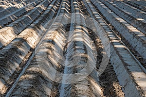 Lines of brown soil at an agriculture field with patatoes, Belgium