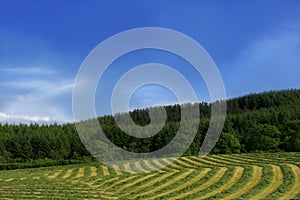 Lines and Curves of Hay