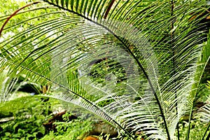 Lines of cycad leaves in the foreground