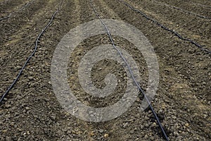 Lines of dripping irrigation over the plants or vegetables bedd