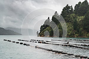 Lines of floaters of mussel farm, New Zealand.