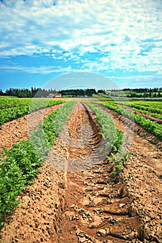 Lines of green vegetables in a farm photo