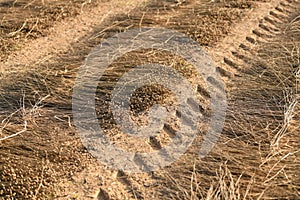 Lines on the ground of dry flax for harvesting