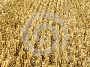 Lines in the hay