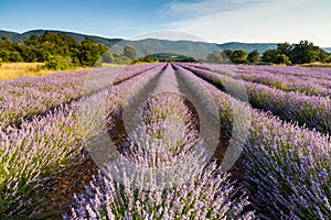 Lines of lavender near Saignon, Provence, Fran photo