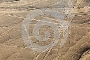 Lines of Nazca, the parrot