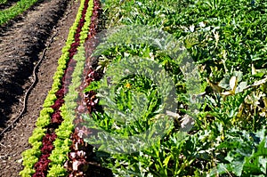 Lines of plants in a vegetable patch