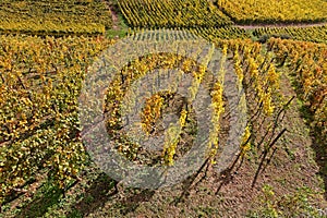 Lines of Routes of Vineyards from the hill