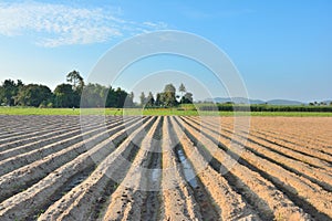 Lines of soil made by tractors has blue sky and mountain background