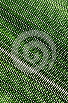 Lines and textures of green leaves