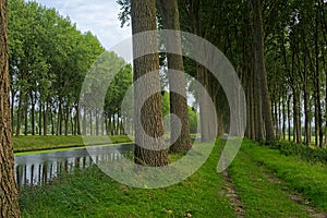 Lines of trees along Schipdonk canal between Bruges and damme