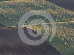 Lines of trees on rolling hills