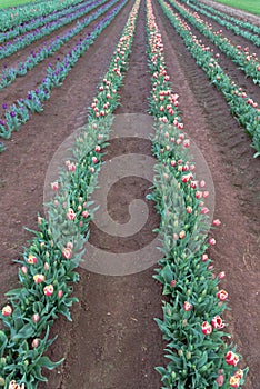 Lines of tulips. Red, purple and white collars