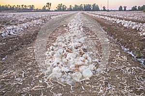 Lines of unearthed onions for dehydrated food industry