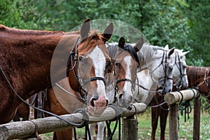 Da cavalli legato su la pioggia sul legna a piedi contributi orientale condizione Stati Uniti d'America 